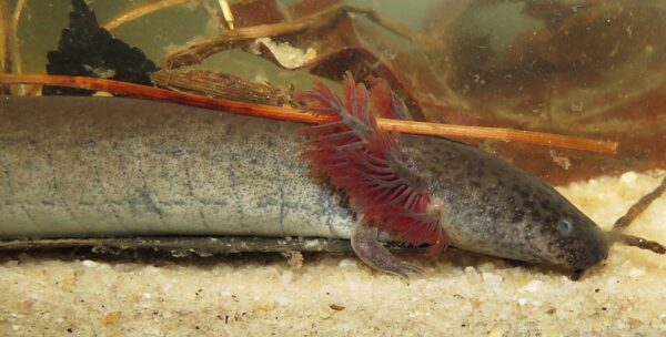 Image de la sirène naine de l'Est