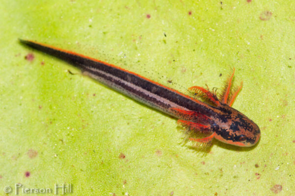 Une image de la Grande Sirène