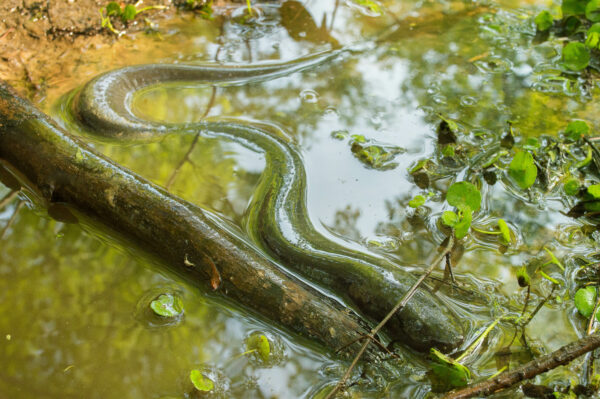 Une image de l'Amphiuma à deux doigts