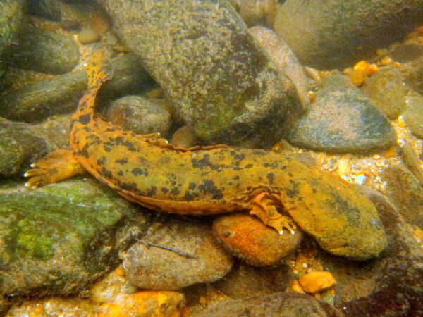 Un Hellbender de l'Est sur des rochers.