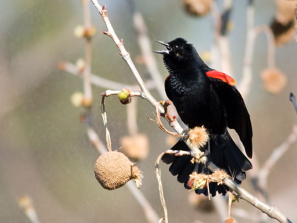 Image d'un merle à ailes rouges sur un bâton