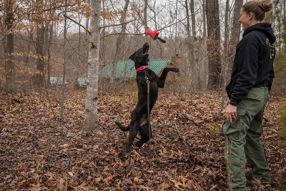 Grace, le labrador noir, joue avec un jouet rouge après un exercice de pistage réussi.