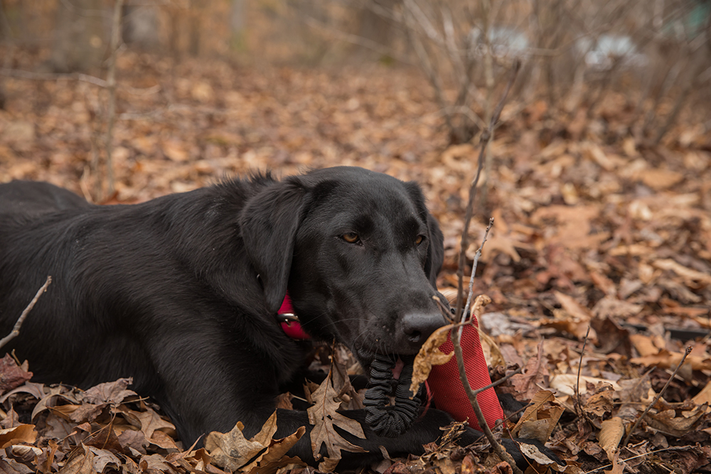 Grace, labrador noir, joue avec un jouet rouge après avoir terminé son exercice. 