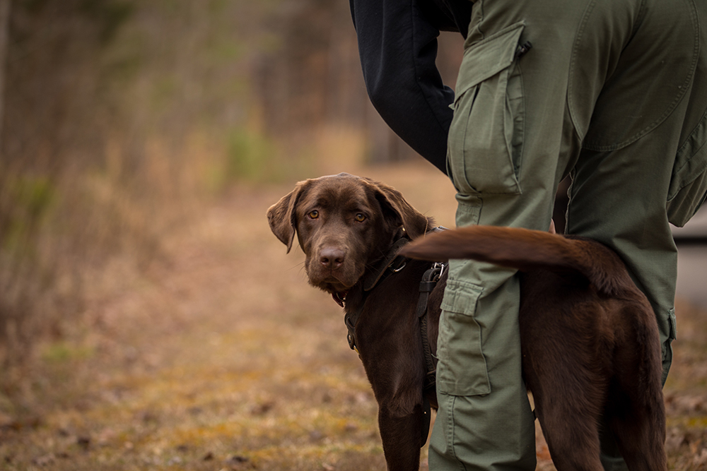 Molly, le labrador chocolat, attend à côté de Wes Billings