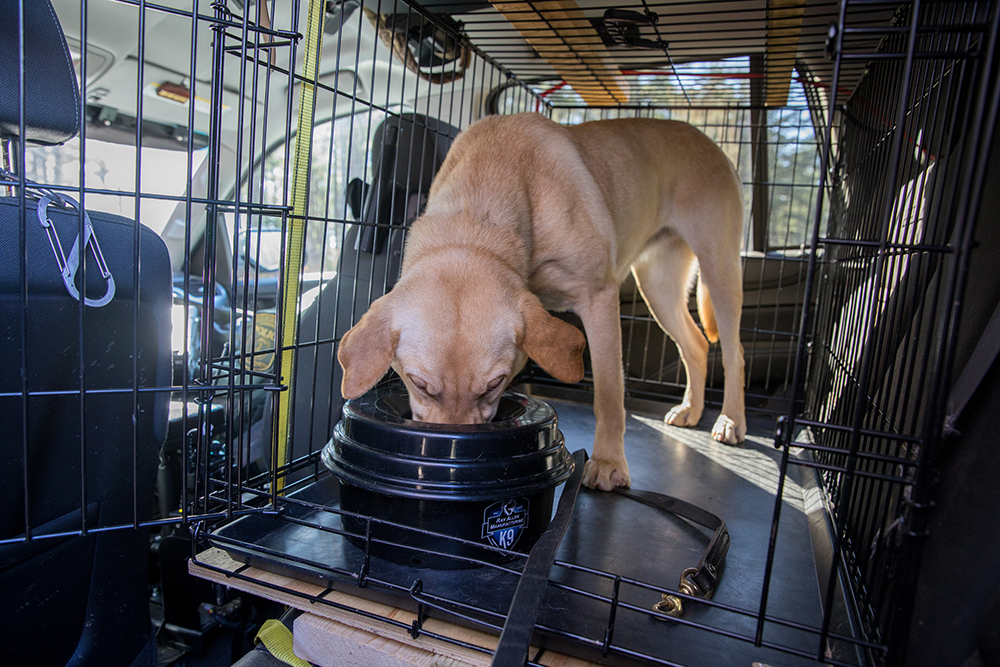 Lili, le labrador jaune, boit dans sa cage après un exercice d'entraînement. 