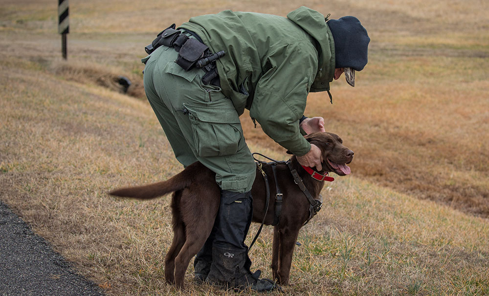 Photo d'un labrador chocolat Molly à qui l'on retire son collier après avoir attaché son harnais de repérage, son collier GPS et sa laisse.