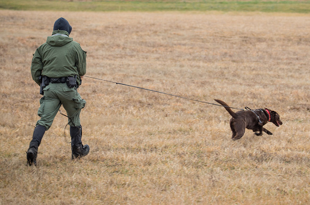 Image d'un labrador chocolat dans un champ avec une laisse de 15 permettant au chien d'être libre et au maître de contrôler l'animal.