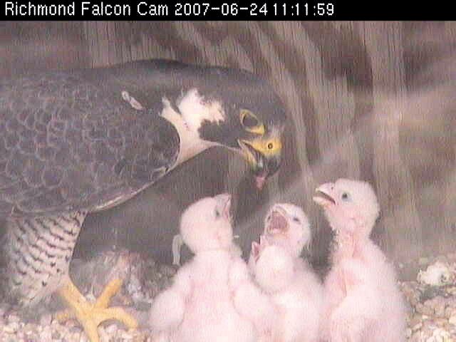La nichée de faucons 2007, dont les jeunes plumes blanches recouvrent le corps, regarde le faucon adulte qui les nourrit.