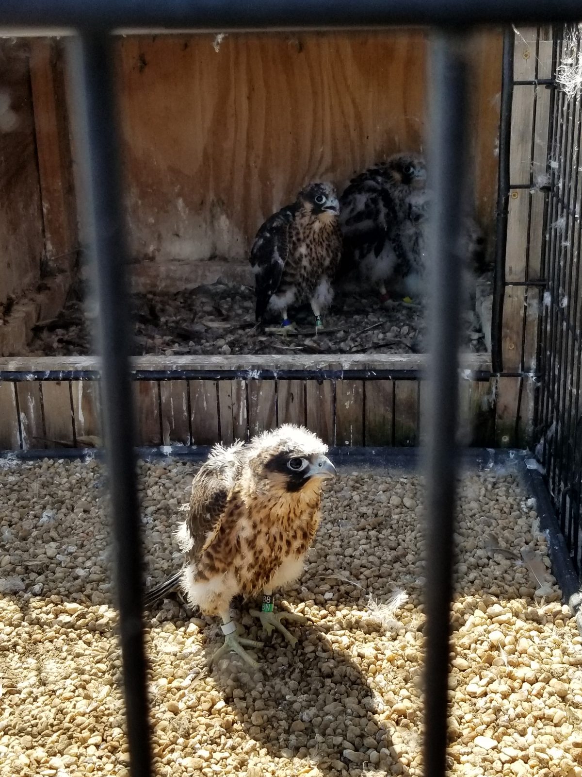Tous les poussins sont retournés dans l'enclos après l'application du nouveau ruban adhésif. Le "blanc" est visible dans le gravier, tandis que le "bleu", le "rouge" et le "jaune" sont visibles de gauche à droite dans la boîte.