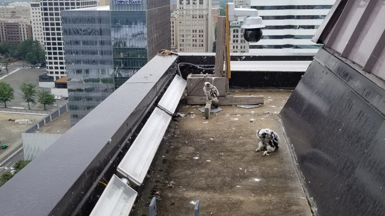 Un aperçu de la corniche où se trouve le nichoir - on peut voir deux oisillons avant la capture, dont l'un est perché sur la base de l'appareil photo. Une proie (Coucou à bec jaune) a été cachée par les adultes et est visible sur la corniche derrière la caméra.