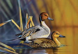 Image de l'illustration du timbre 2025-2026 Virginia Waterfowl Stamp