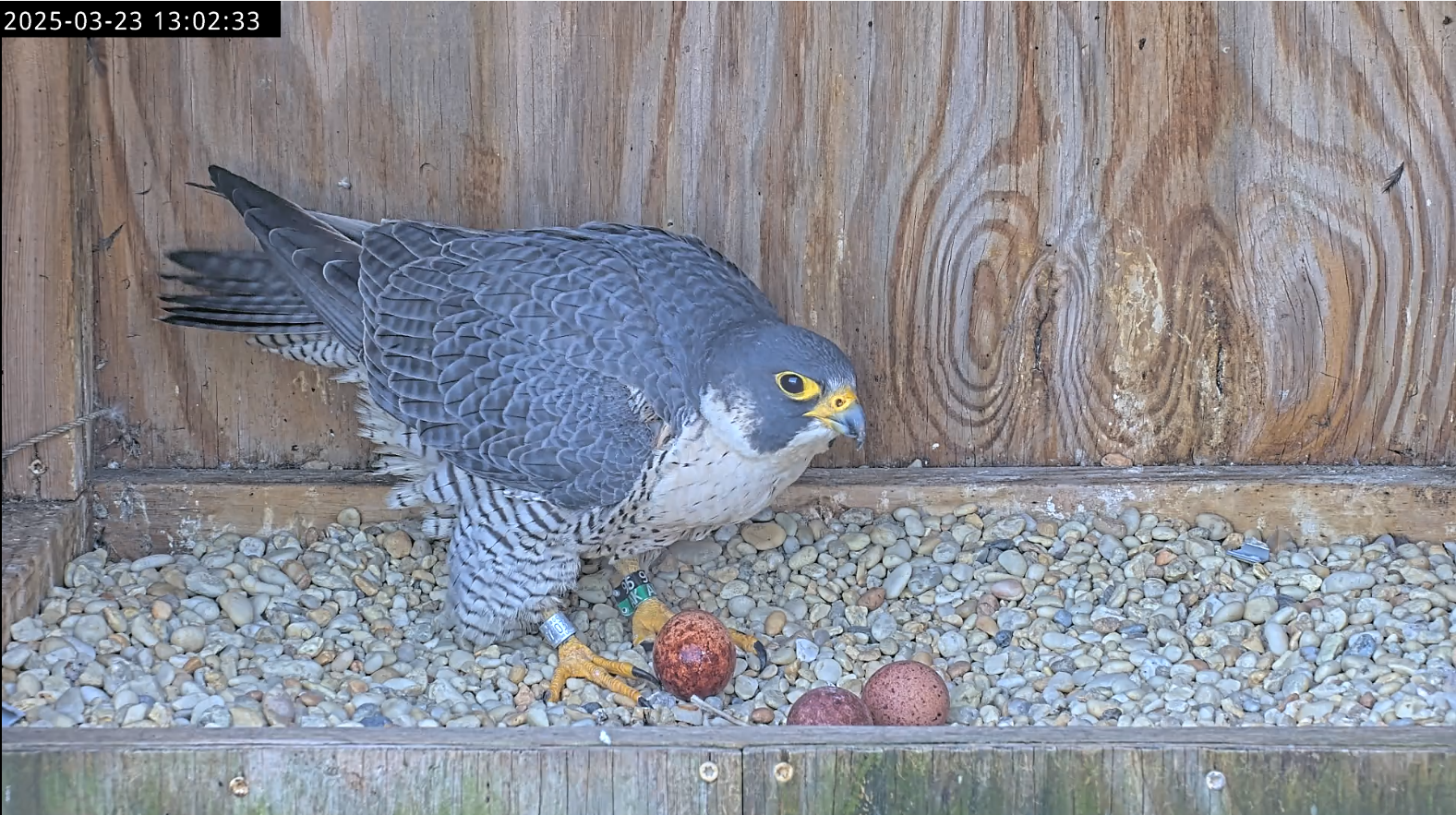 La femelle faucon de Richmond, 95/AK, quelques secondes après avoir pondu son troisième œuf le dimanche 23rd.