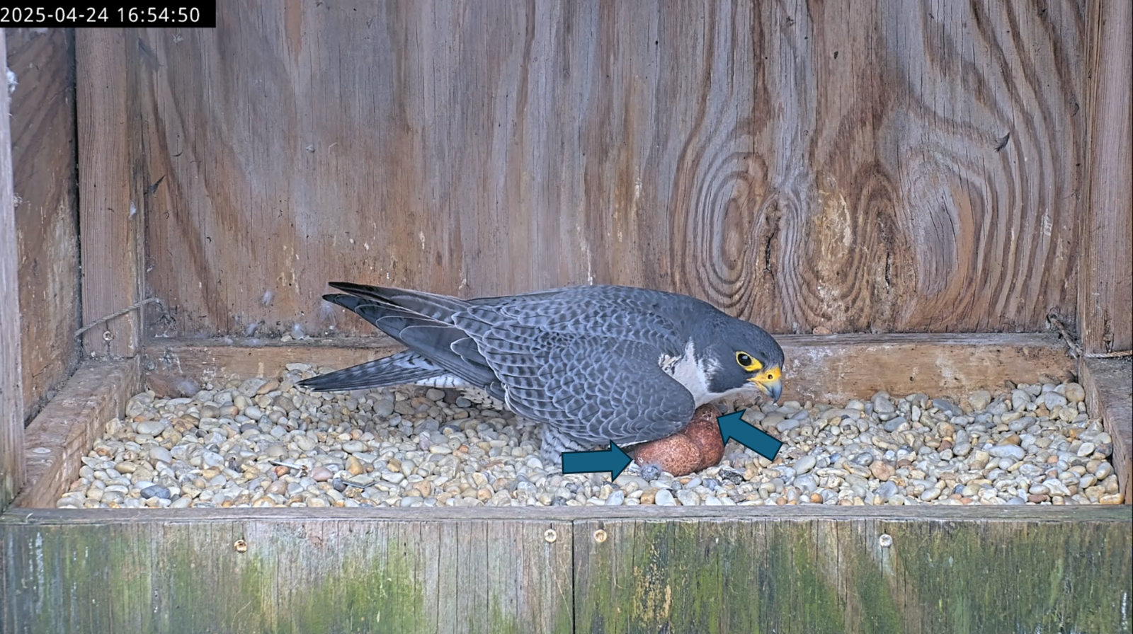 Les pépins dans les œufs sont indiqués par des flèches bleues pointant vers eux.