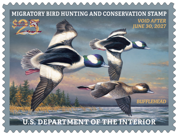Le 2026–2027 timbre fédéral sur la chasse et la conservation des oiseaux migrateurs, présentant des œuvres de trois têtes de bufflehead en vol