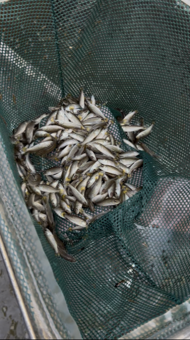 De petits poissons alevins recueillis dans un filet.