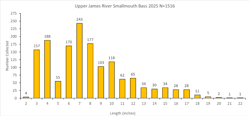 Tableau de barres longueur-fréquence pour le bar à petite bouche de la haute James River collecté en 2025.