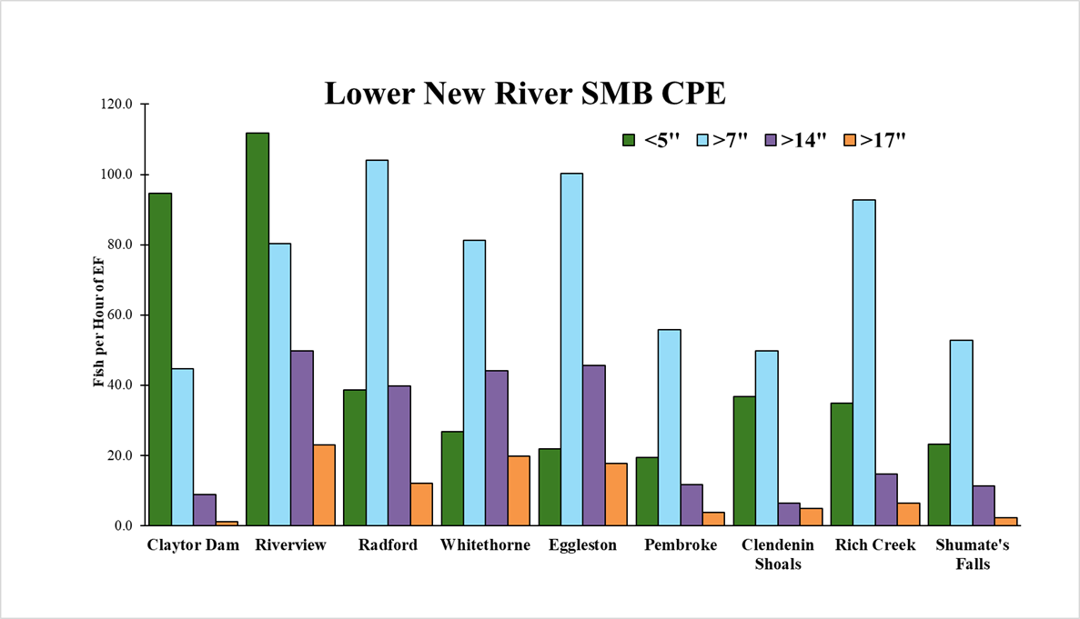Graphique à barres des taux de capture du bar à petite bouche de la basse rivière 2025 New River automne par section de rivière et classe de taille.