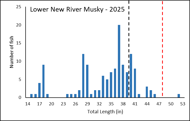 Graphique en barres longueur-fréquence pour les mouches échantillonnés dans le bas New River en 2025.
