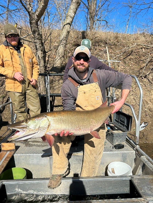 Pêcheur sur un bateau tenant un grand muské sur la South Fork de la rivière Shenandoah.
