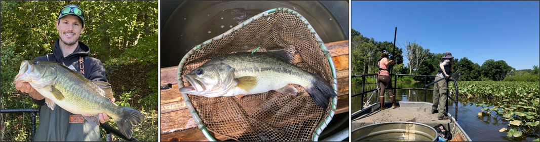 Collage showing largemouth bass and biologists sampling vegetated tidal river shoreline habitat.