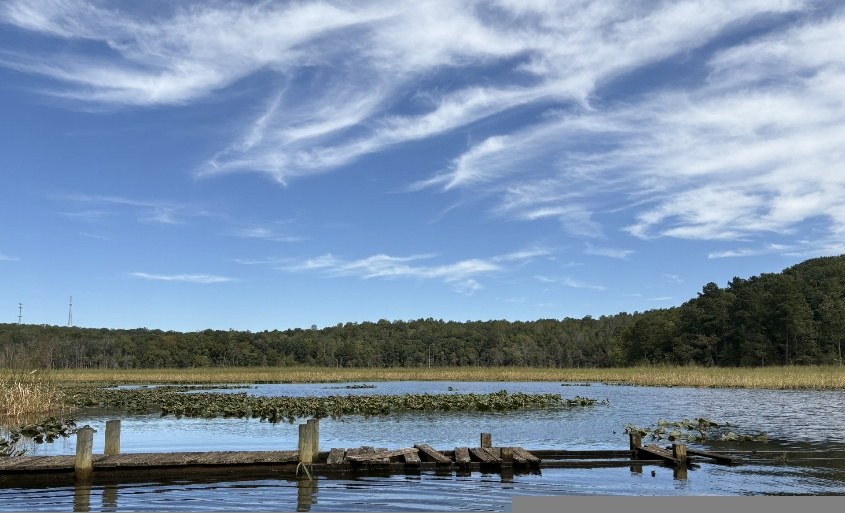 Scenic view of tidal river shoreline and marsh habitat with submerged aquatic vegetation.