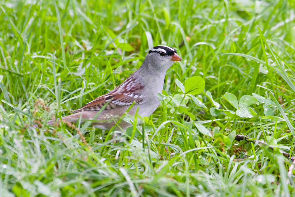 Image d'un moineau à couronne blanche dans l'herbe ; cet oiseau est gris avec des ailes brunes et une calotte noire et blanche.