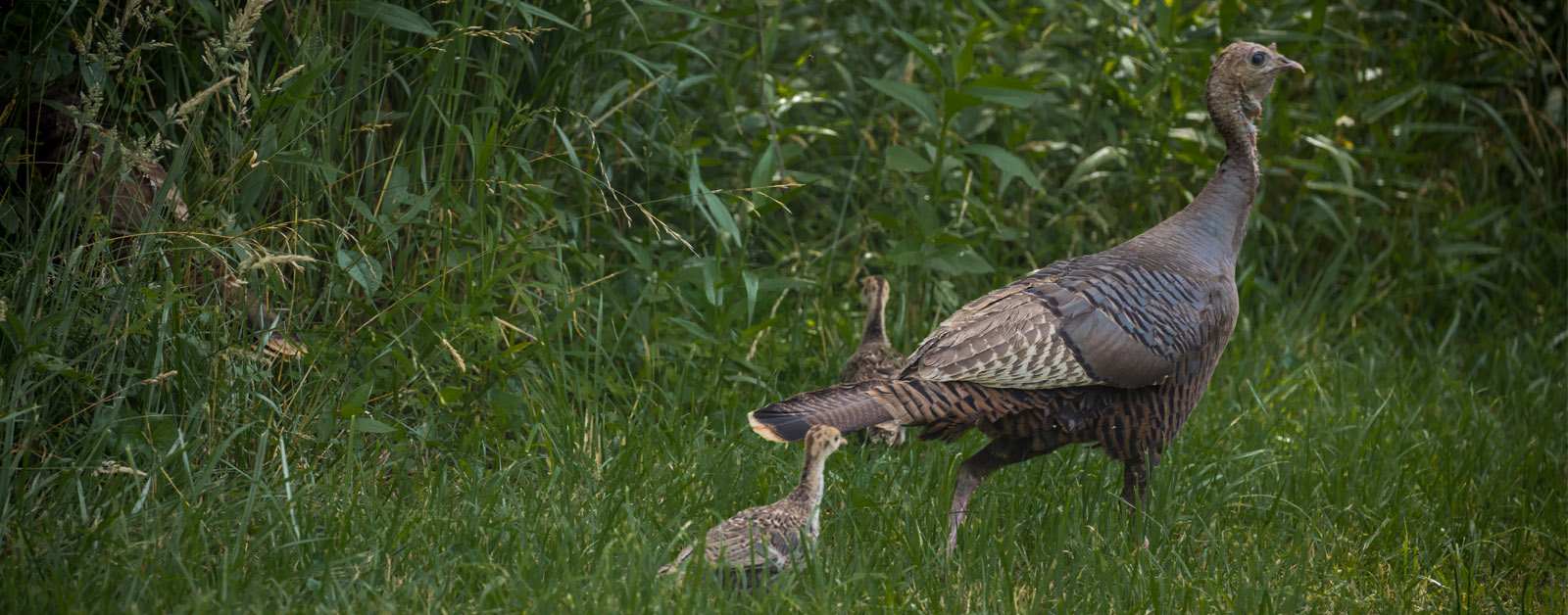 Photo d'une poule dindon sauvage marchant dans l'herbe avec deux jeunes dindons.