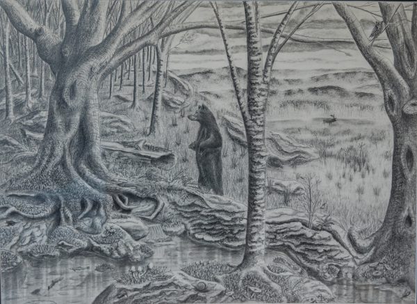 Dessin au graphite d'une perle dans les bois, lauréat de la catégorie "What Restore the Wild Means to Me" (Ce que la restauration de la nature signifie pour moi).