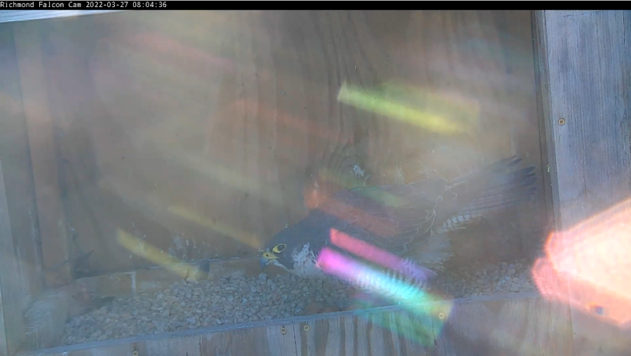 La femelle faucon et ses trois œufs.