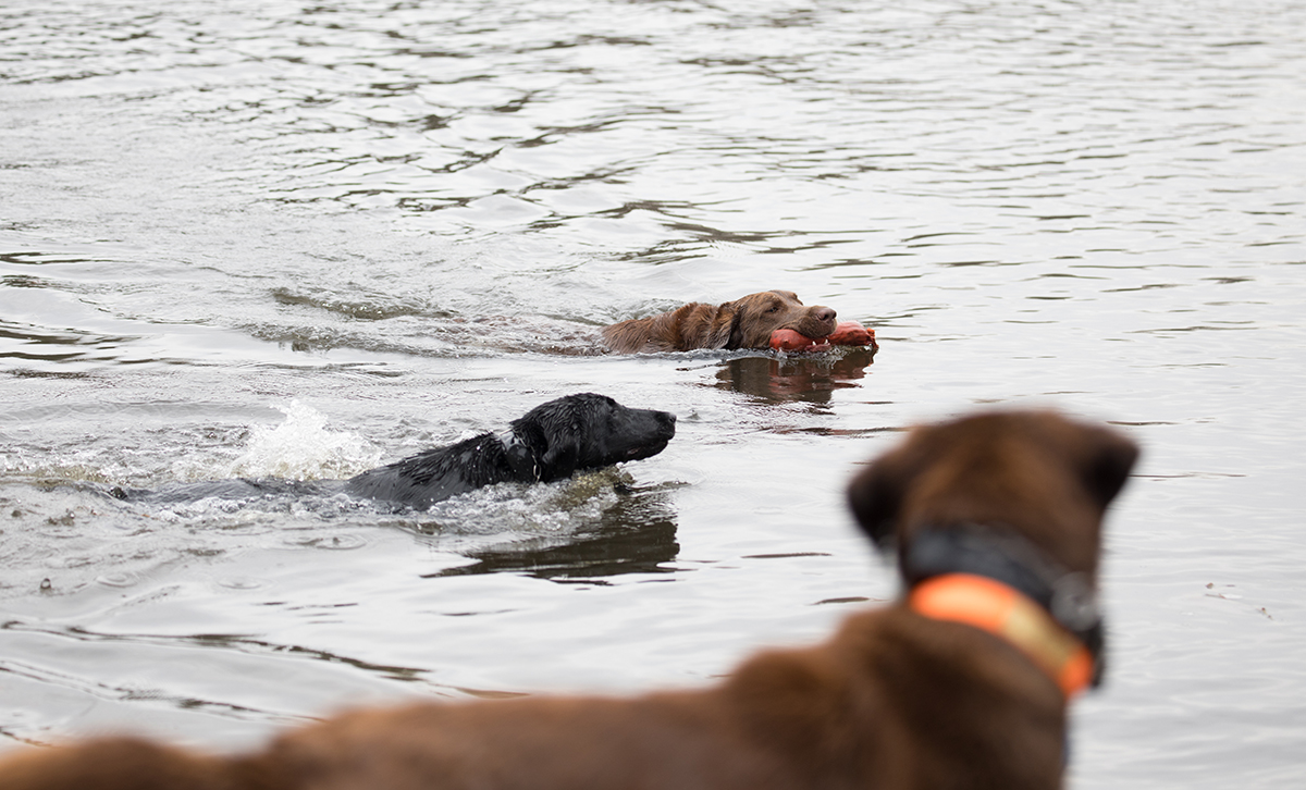 Les chiens jouent dans l'eau avec leurs jouets ensemble