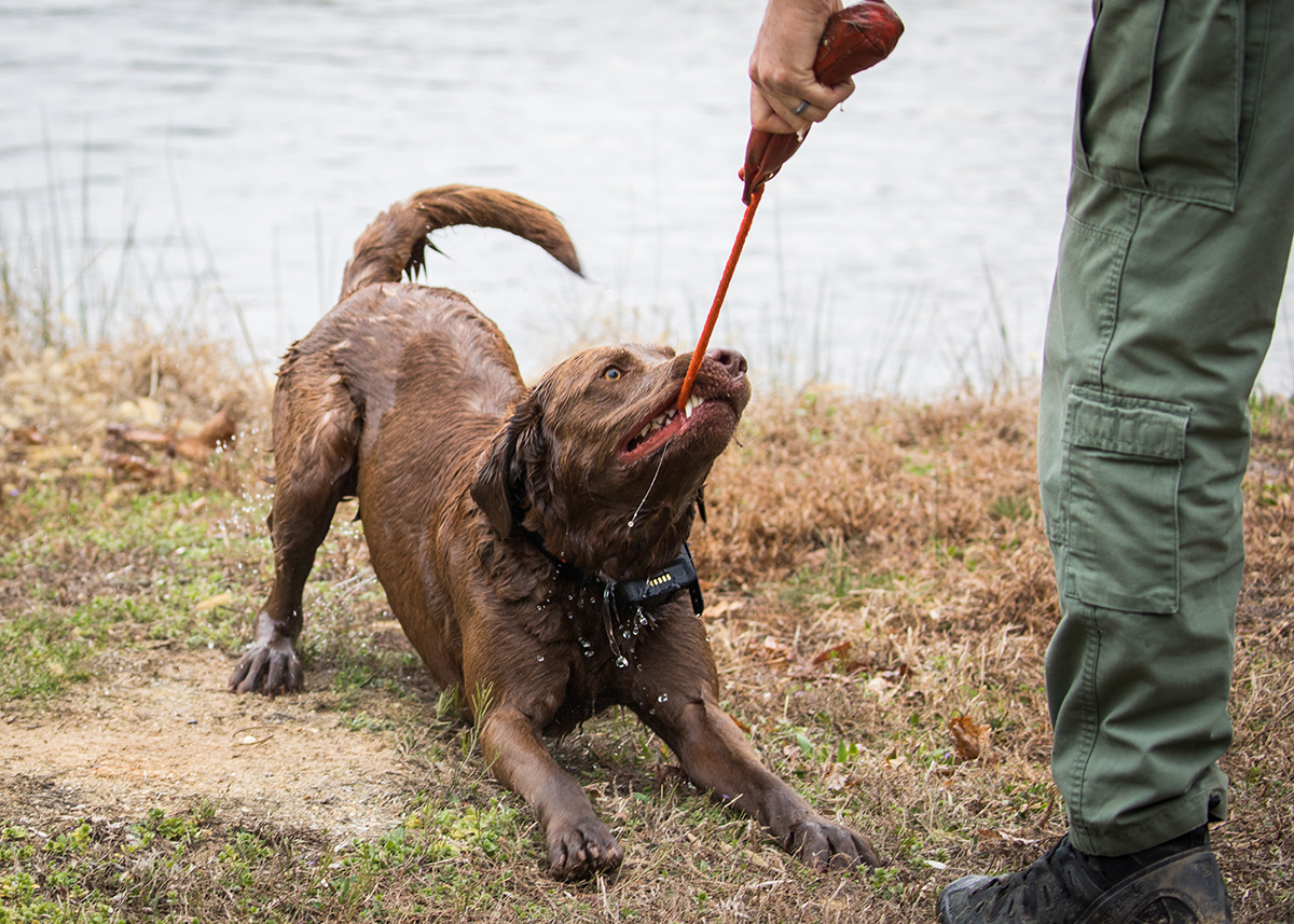 Bruno jouant avec son officier, il est important que le dressage reste amusant et engageant pour les chiens.