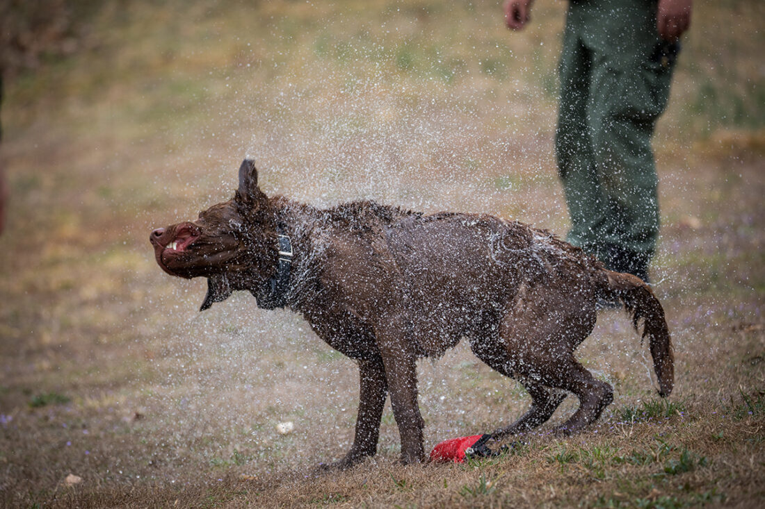Bruno se débarrasse de l'eau sur sa peau après s'être baigné dans la rivière.