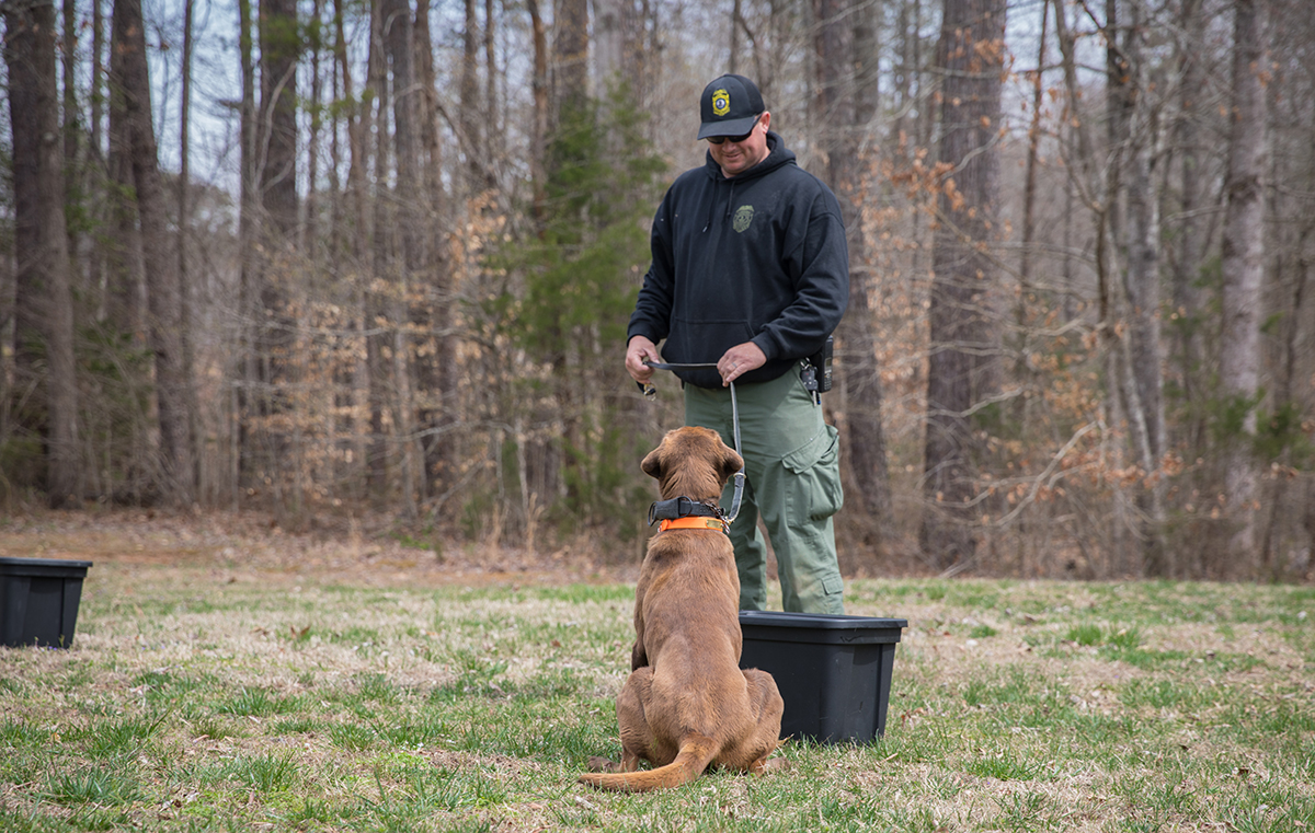 K9 Reese s'assied pour alerter son maître, le chef de police Ian Ostlund, qu'elle a détecté de la viande d'animaux sauvages dans le conteneur.
