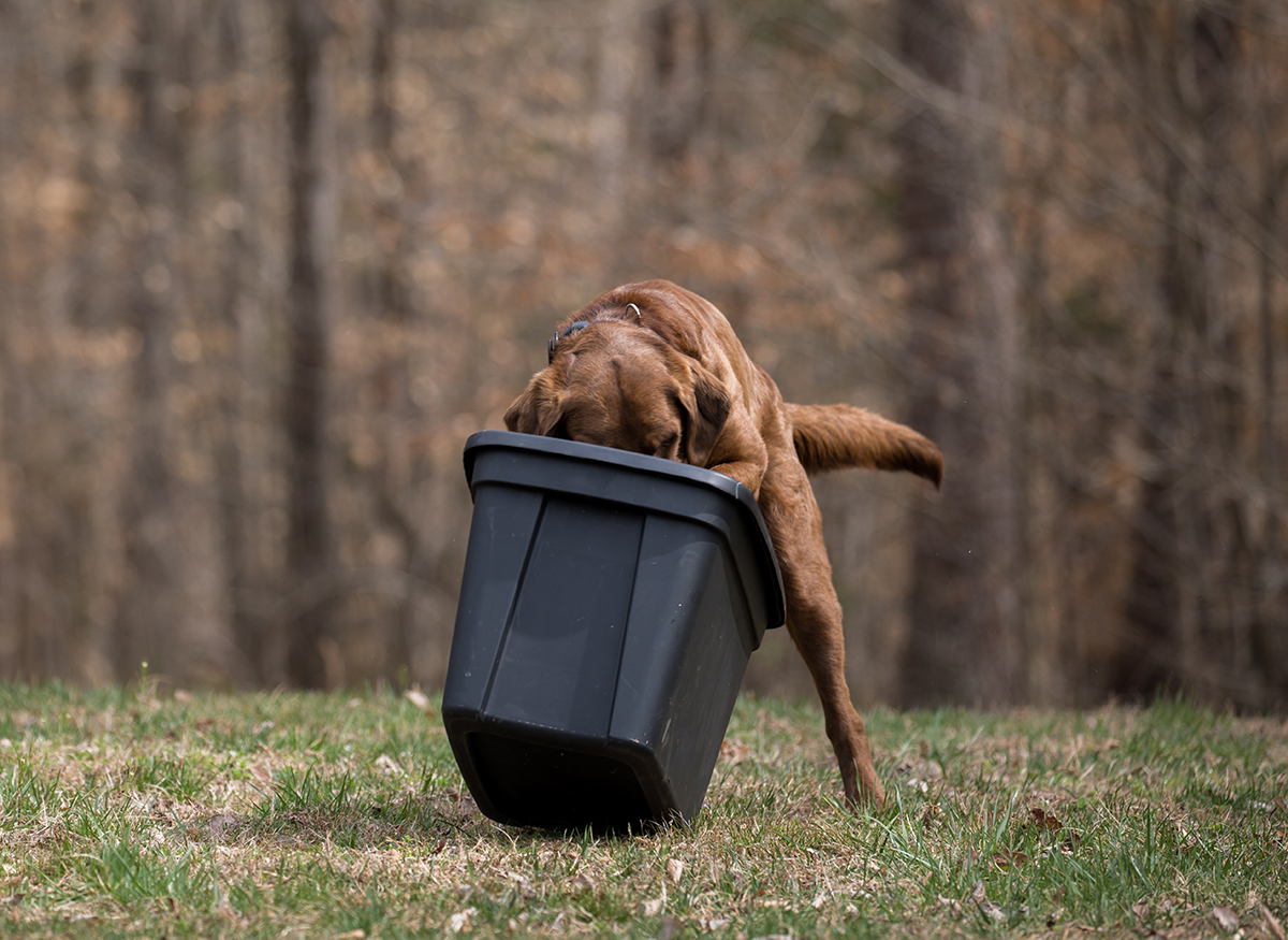 L'enthousiasme de Bruno pour la tâche à accomplir se manifeste lorsqu'il détecte de la viande d'animaux sauvages dans le conteneur.