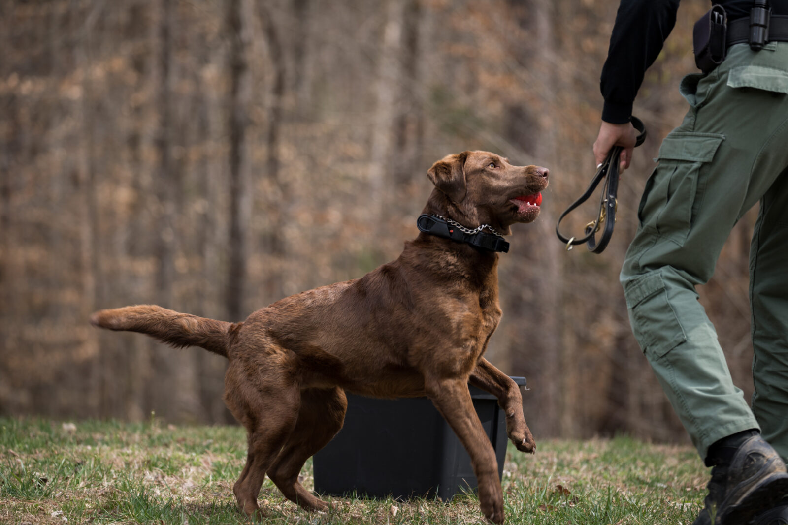 Bruno profite d'une récompense ludique après un exercice de détection d'animaux sauvages réussi.