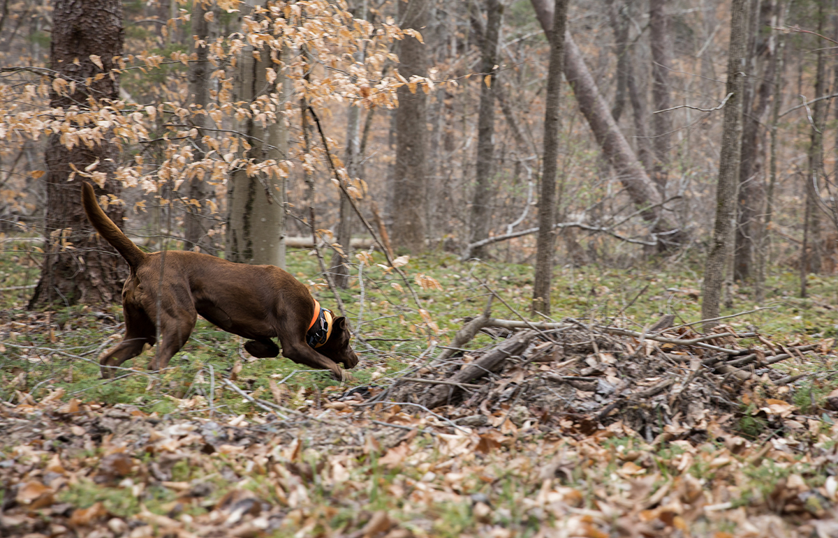 Reese trouve un pistolet caché dans un tas de bâtons et de feuilles.