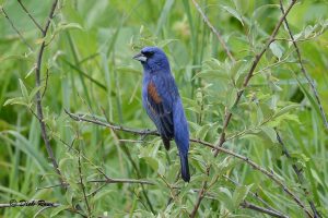 Image d'un gros-bec bleu sur une branche