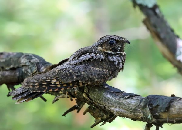 Note : cette image provient de Flickr Creative Commons, et doit être créditée à Tom Murray - https://flickr.com/photos/tmurray74/ - 