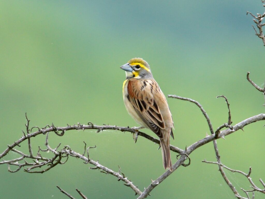 Image d'un dickcissel chantant sur une branche