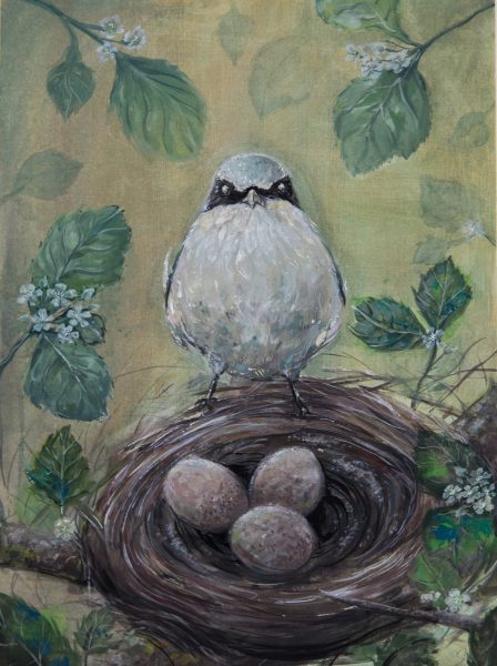 Une image d'une pie-grièche écorcheur à côté de son nid, lauréate de la catégorie "jeunes".