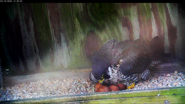 Femelle incubant quatre œufs