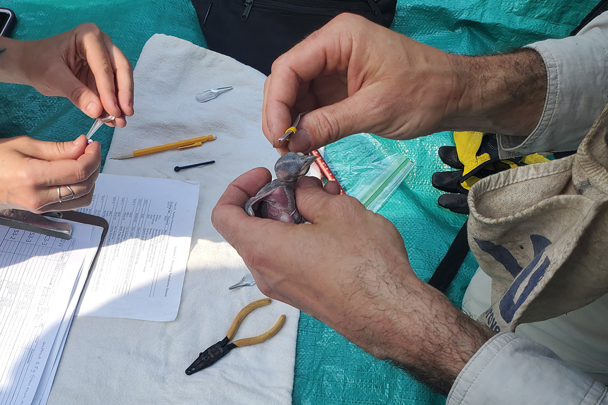 Un poussin de pic à calotte rouge est bagué par deux biologistes.