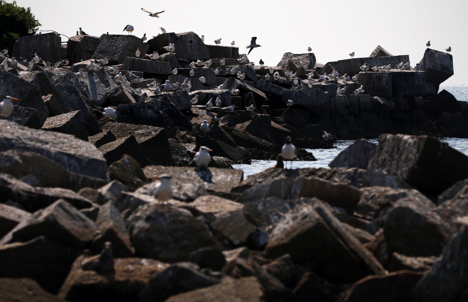 Sternes et mouettes rieuses se prélassant sur le Ft. Laine Rip Rap.