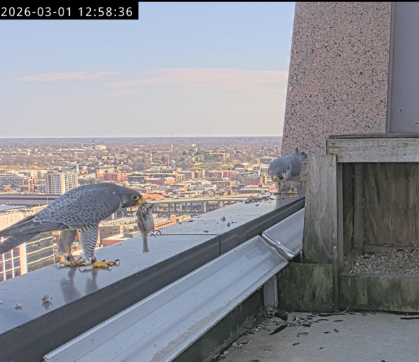 Deux faucons au bord d'un gratte-ciel. L'un d'eux tient un oiseau plus petit dans sa bouche.