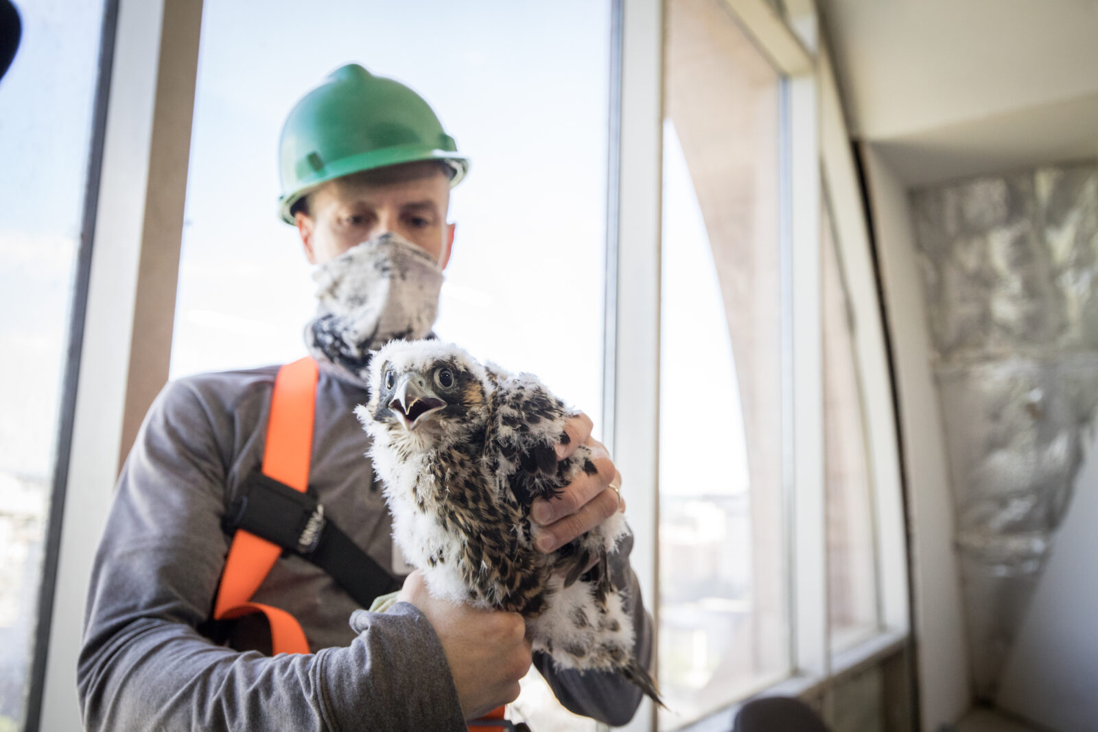 L'oisillon est préparé pour être relâché dans son nichoir.