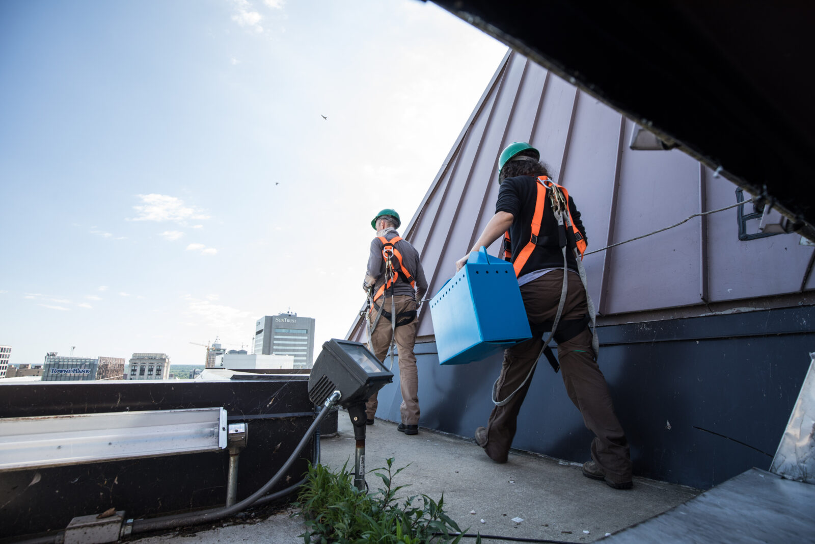 Les biologistes de la DGIF se rendent au nichoir. On peut voir les faucons adultes, mâles et femelles, tournoyer au-dessus de nos têtes.