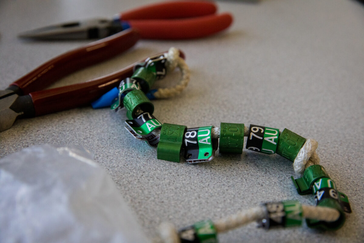 Une image des bagues que les poussins recevront.