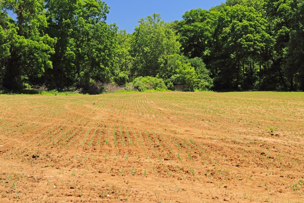 A la mi-juin, les nouveaux plants sortent de terre en ligne droite.