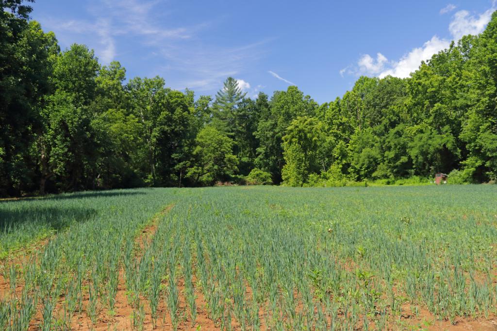 À la mi-juillet, les jeunes plants sont assez grands pour recouvrir la terre orange de leurs feuilles vertes.