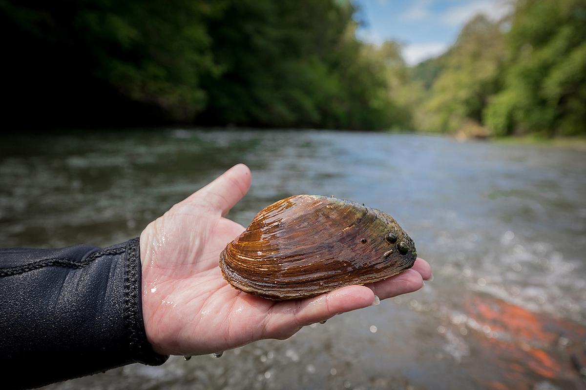 Image d'une personne tenant une grande moule d'eau douce de la taille de sa main, trouvée dans la rivière représentée derrière elle.